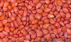 Продам кукуруза посевная Кадр 267 МВ - <ro>Изображение</ro><ru>Изображение</ru> #1, <ru>Объявление</ru> #1154548
