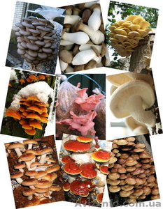 Купити продаж міцелій печериці,  гливи,  шиітаке,  опенька... Не дорого