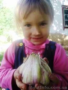 Продам чеснок озимый посадочный цена дог.