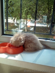 Персидский котенок Агнешка -классная малышка! - <ro>Изображение</ro><ru>Изображение</ru> #4, <ru>Объявление</ru> #1288762