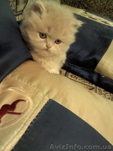 Персидский котенок Агнешка -классная малышка! - <ro>Изображение</ro><ru>Изображение</ru> #5, <ru>Объявление</ru> #1288762