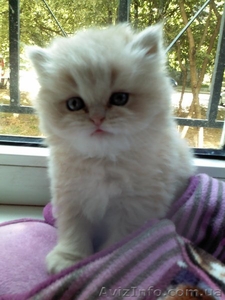 Персидский котенок Агнешка -классная малышка! - <ro>Изображение</ro><ru>Изображение</ru> #2, <ru>Объявление</ru> #1288762