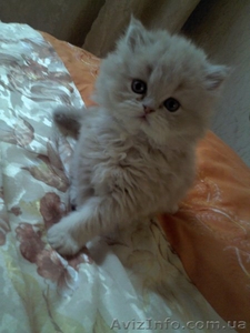 Персидский котенок Агнешка -классная малышка! - <ro>Изображение</ro><ru>Изображение</ru> #7, <ru>Объявление</ru> #1288762