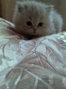 Персидский котенок Агнешка -классная малышка! - <ro>Изображение</ro><ru>Изображение</ru> #8, <ru>Объявление</ru> #1288762