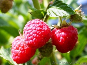 Саженцы ремонантной малины оптом 