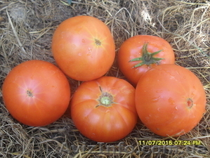 Продам семена томатов. - <ro>Изображение</ro><ru>Изображение</ru> #1, <ru>Объявление</ru> #1316838