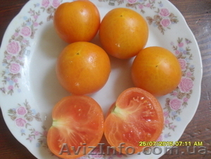 Продам семена томатов. - <ro>Изображение</ro><ru>Изображение</ru> #4, <ru>Объявление</ru> #1316838