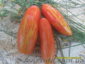 Продам семена томатов. - <ro>Изображение</ro><ru>Изображение</ru> #5, <ru>Объявление</ru> #1316838