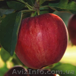 Продам яблоки и груши - <ro>Изображение</ro><ru>Изображение</ru> #1, <ru>Объявление</ru> #1324792