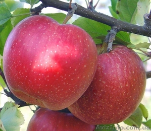 Продам яблоки разных сортов - <ro>Изображение</ro><ru>Изображение</ru> #4, <ru>Объявление</ru> #1137116