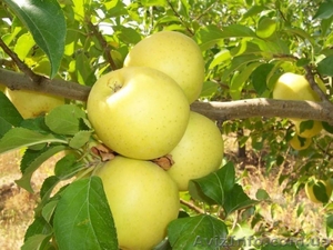 Продам яблоки разных сортов - <ro>Изображение</ro><ru>Изображение</ru> #3, <ru>Объявление</ru> #1137116