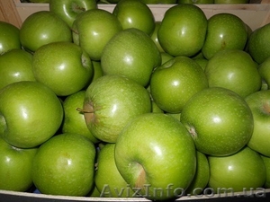 Продам яблоки разных сортов - <ro>Изображение</ro><ru>Изображение</ru> #5, <ru>Объявление</ru> #1137116