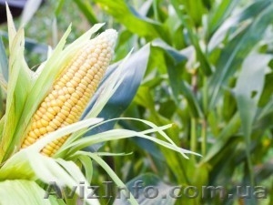 Закуповую кукуруздзу, дорого - <ro>Изображение</ro><ru>Изображение</ru> #1, <ru>Объявление</ru> #1622798