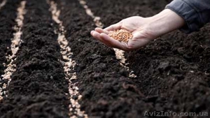  Производим закупку зерновых и масличных,  цена высокая