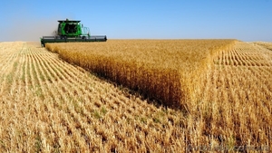 Підприємство купляє пшеницю 2,3,6 класу, ціна висока - <ro>Изображение</ro><ru>Изображение</ru> #1, <ru>Объявление</ru> #1622797