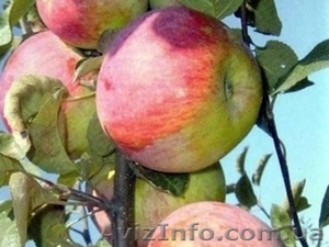 Продам яблоки разных сортов - <ro>Изображение</ro><ru>Изображение</ru> #2, <ru>Объявление</ru> #1639690