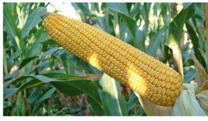 Онікс (ФАО 350) - насіння кукурудзи  (якісне насіння + доставка за наш рахунок) - <ro>Изображение</ro><ru>Изображение</ru> #1, <ru>Объявление</ru> #1644509