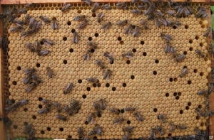 Продам пчёлы с ульем - <ro>Изображение</ro><ru>Изображение</ru> #2, <ru>Объявление</ru> #1654872