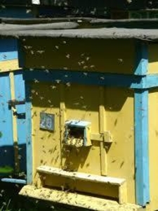 Продам пчёлы с ульем - <ro>Изображение</ro><ru>Изображение</ru> #3, <ru>Объявление</ru> #1654872