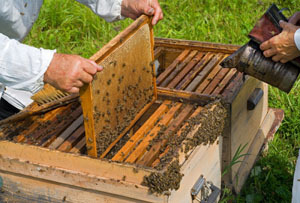 Продам пчёлы с ульем - <ro>Изображение</ro><ru>Изображение</ru> #1, <ru>Объявление</ru> #1654872