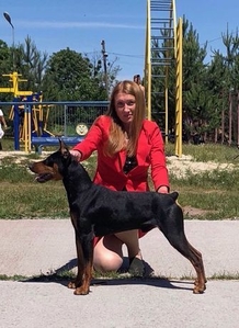 Двомісячні цуценята німецького пінчера   ПІНЧЕР німецький - СТАНДАРТНИЙ Пінчер н