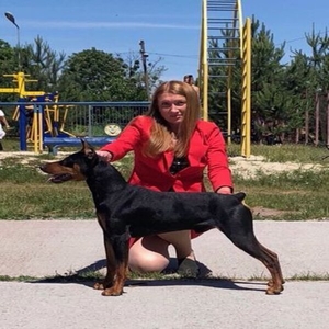 Цуценята німецького пінчера - 2 місяці ПІНЧЕР німецький - СТАНДАРТНИЙ Пінчер нім