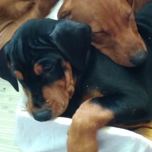 ПІНЧЕР німецький СТАНДАРТНИЙ