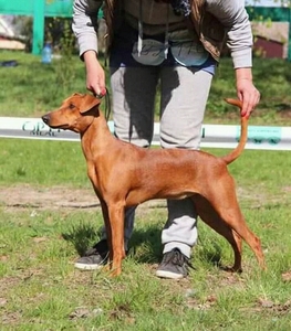 Резервирую щенков немецкого пинчера
