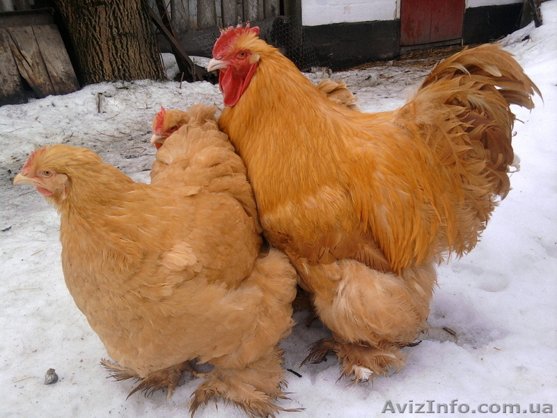 Продам кур брама, кохинхин - <ro>Изображение</ro><ru>Изображение</ru> #3, <ru>Объявление</ru> #13513