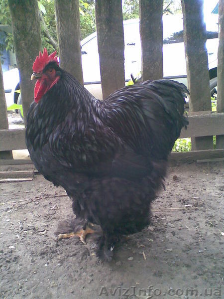 Продам кур брама, кохинхин - <ro>Изображение</ro><ru>Изображение</ru> #1, <ru>Объявление</ru> #13513