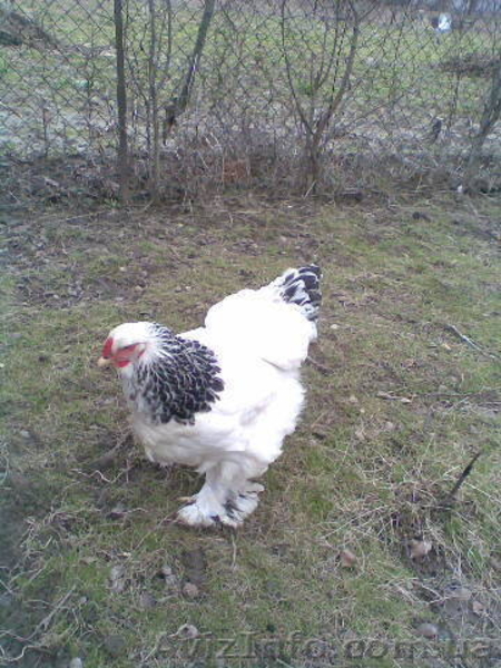 Продам кур брама, кохинхин - <ro>Изображение</ro><ru>Изображение</ru> #2, <ru>Объявление</ru> #13513
