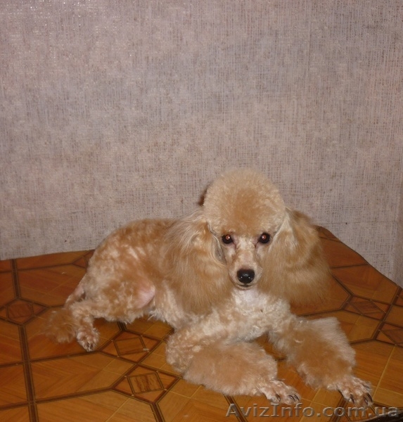 Карликовые и той пудели Украины! - <ro>Изображение</ro><ru>Изображение</ru> #5, <ru>Объявление</ru> #31003