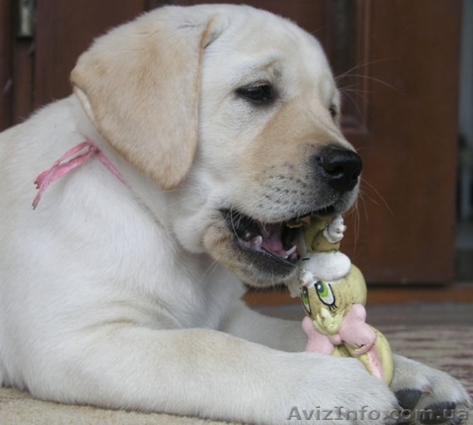 Лабрадор щенки продам - <ro>Изображение</ro><ru>Изображение</ru> #3, <ru>Объявление</ru> #45440