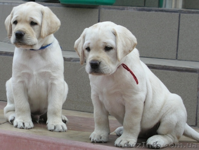 Лабрадор щенки продам - <ro>Изображение</ro><ru>Изображение</ru> #2, <ru>Объявление</ru> #45440