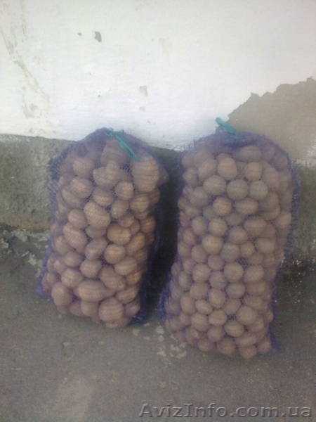 Продам картофель! - <ro>Изображение</ro><ru>Изображение</ru> #1, <ru>Объявление</ru> #83488