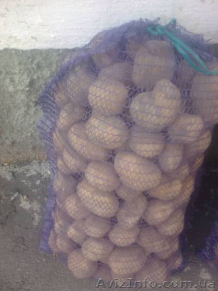 Продам картофель! - <ro>Изображение</ro><ru>Изображение</ru> #3, <ru>Объявление</ru> #83488