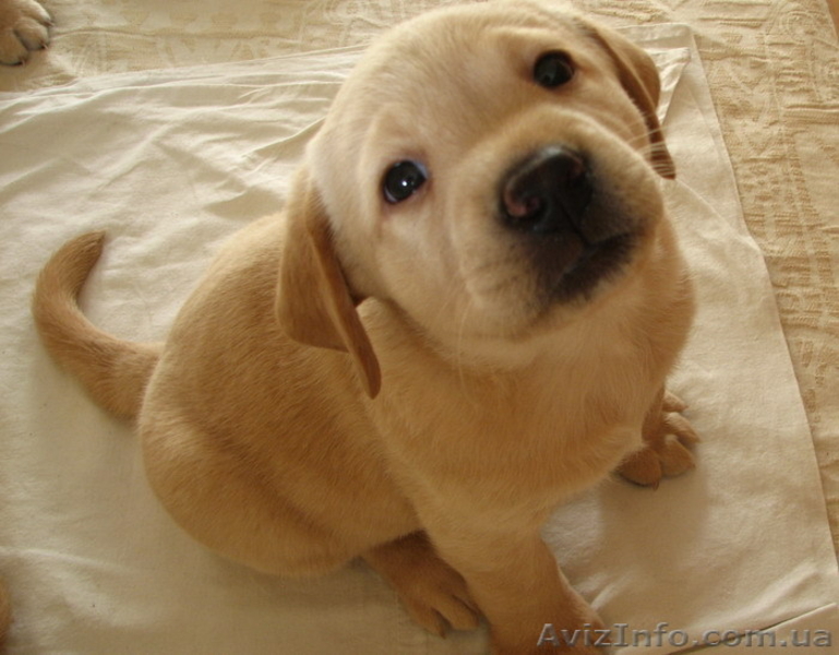 Продаем породистых щенков лабрадора ретривера - <ro>Изображение</ro><ru>Изображение</ru> #2, <ru>Объявление</ru> #123552