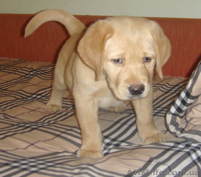 Продаем породистых щенков лабрадора ретривера - <ro>Изображение</ro><ru>Изображение</ru> #1, <ru>Объявление</ru> #123552