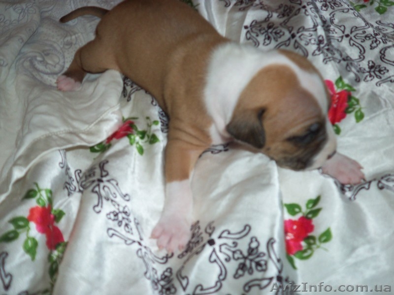 ПРОДАМ ЩЕНКОВ ПИТБУЛЬТЕРЬЕРА  - <ro>Изображение</ro><ru>Изображение</ru> #5, <ru>Объявление</ru> #160713