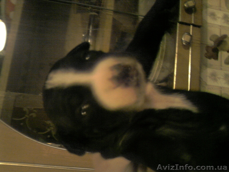 ПРОДАМ ЩЕНКОВ ПИТБУЛЬТЕРЬЕРА  - <ro>Изображение</ro><ru>Изображение</ru> #3, <ru>Объявление</ru> #160713