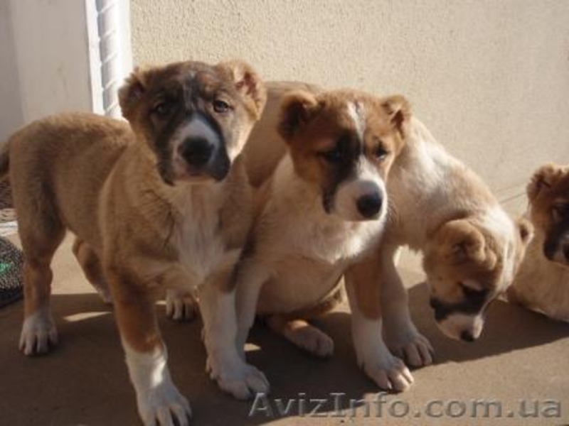 продам щенков алабая(волкодава) - <ro>Изображение</ro><ru>Изображение</ru> #3, <ru>Объявление</ru> #169508