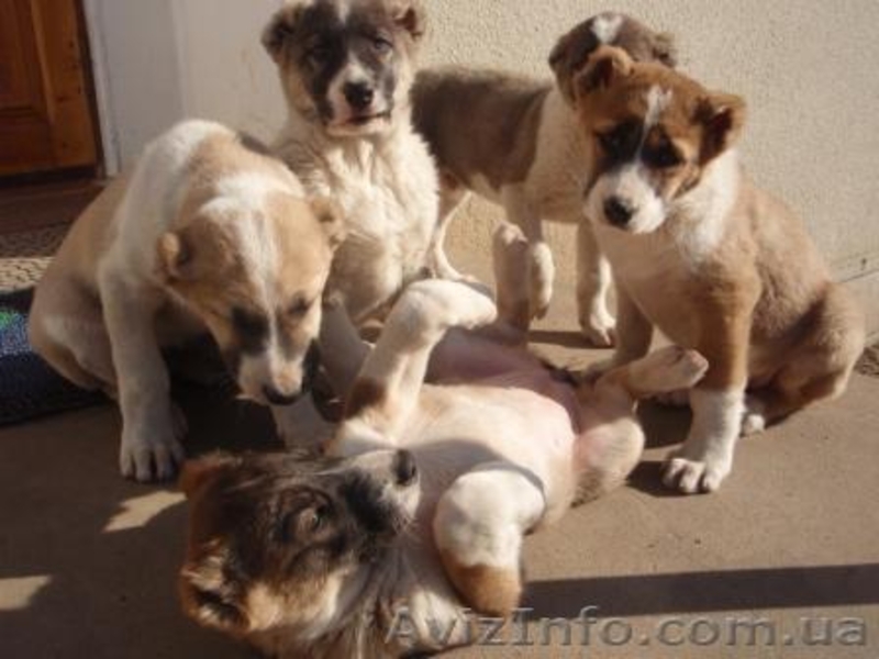 продам щенков алабая(волкодава) - <ro>Изображение</ro><ru>Изображение</ru> #4, <ru>Объявление</ru> #169508