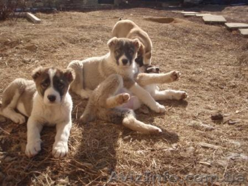 продам щенков алабая(волкодава) - <ro>Изображение</ro><ru>Изображение</ru> #5, <ru>Объявление</ru> #169508