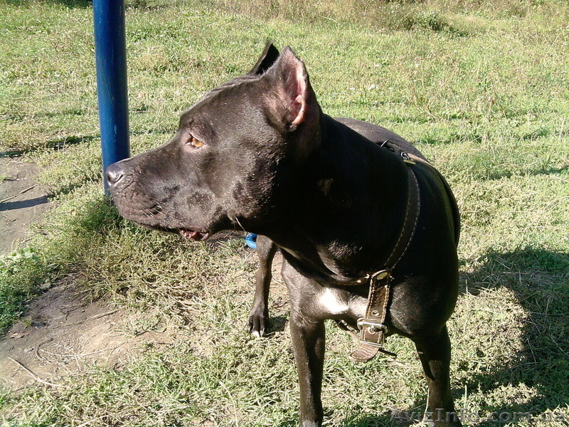 ПРОДАМ ЩЕНКОВ ПИТБУЛЬТЕРЬЕРА  - <ro>Изображение</ro><ru>Изображение</ru> #4, <ru>Объявление</ru> #160713