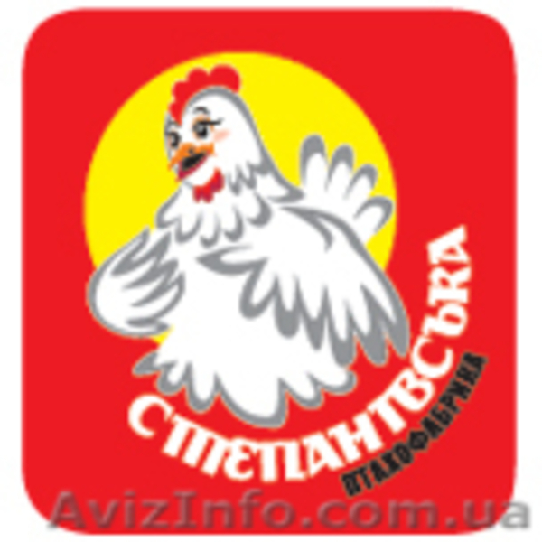 Молодка кур несушек - <ro>Изображение</ro><ru>Изображение</ru> #1, <ru>Объявление</ru> #192245