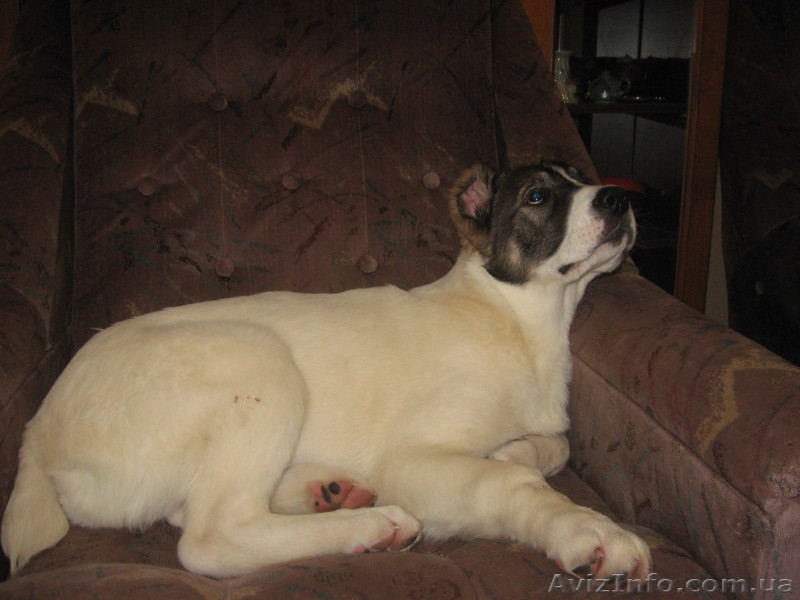 элитные щенки от чемпиона Украины - <ro>Изображение</ro><ru>Изображение</ru> #2, <ru>Объявление</ru> #188244