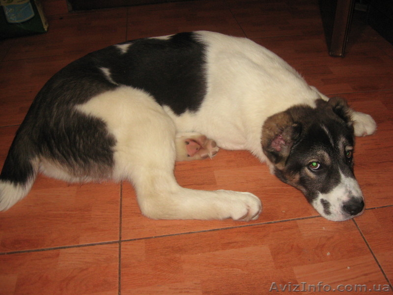 элитные щенки от чемпиона Украины - <ro>Изображение</ro><ru>Изображение</ru> #3, <ru>Объявление</ru> #188244