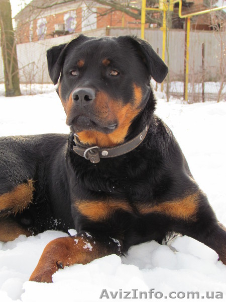  Продам щенка ротвейлера - <ro>Изображение</ro><ru>Изображение</ru> #2, <ru>Объявление</ru> #234333