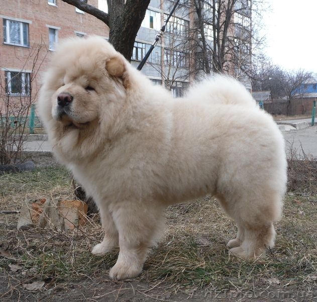 Подрощенный щенок чау-чау - <ro>Изображение</ro><ru>Изображение</ru> #1, <ru>Объявление</ru> #193232