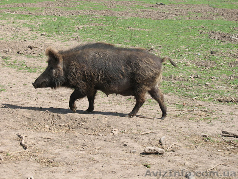 ПРОДАМ СВИНЬИ ДИКИЕ  - <ro>Изображение</ro><ru>Изображение</ru> #3, <ru>Объявление</ru> #265895